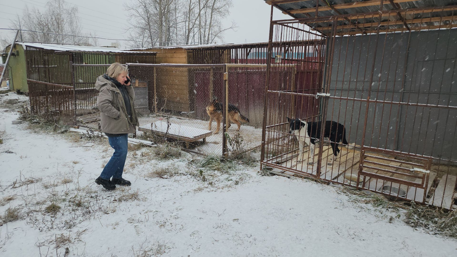 серпухов, зоозащита, собачий приют, собаки, штрафы за собак, московское шоссе, вертикалки,