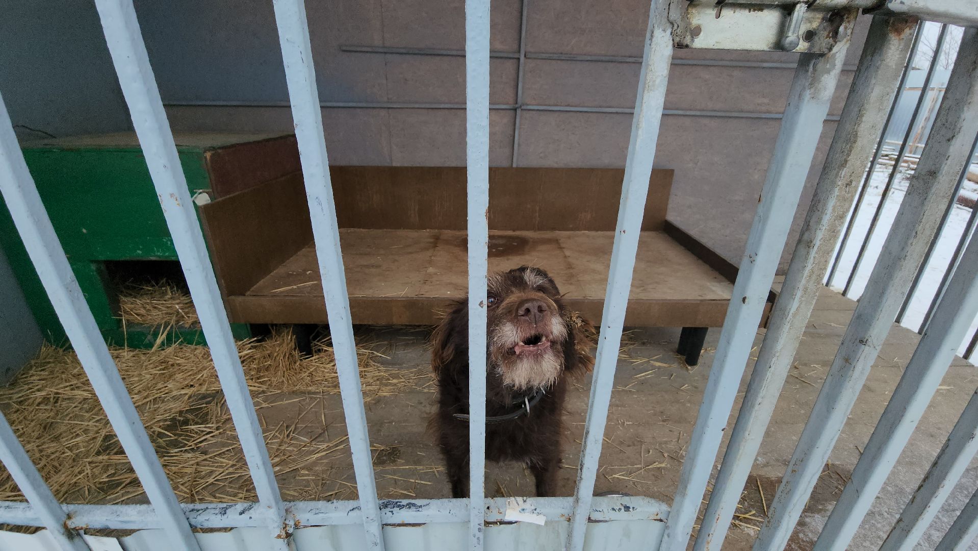 серпухов, зоозащита, собачий приют, собаки, штрафы за собак, московское шоссе, вертикалки,