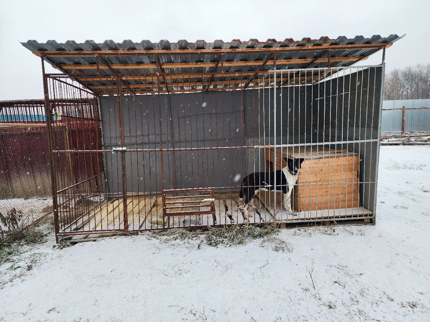 серпухов, зоозащита, собачий приют, собаки, штрафы за собак, московское шоссе, вертикалки,