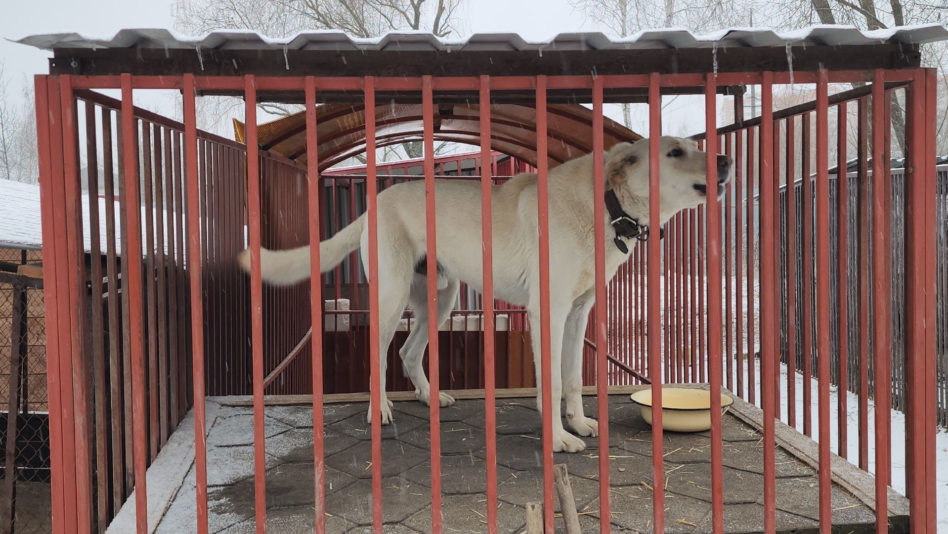 серпухов, зоозащита, собачий приют, собаки, штрафы за собак, московское шоссе, вертикалки,