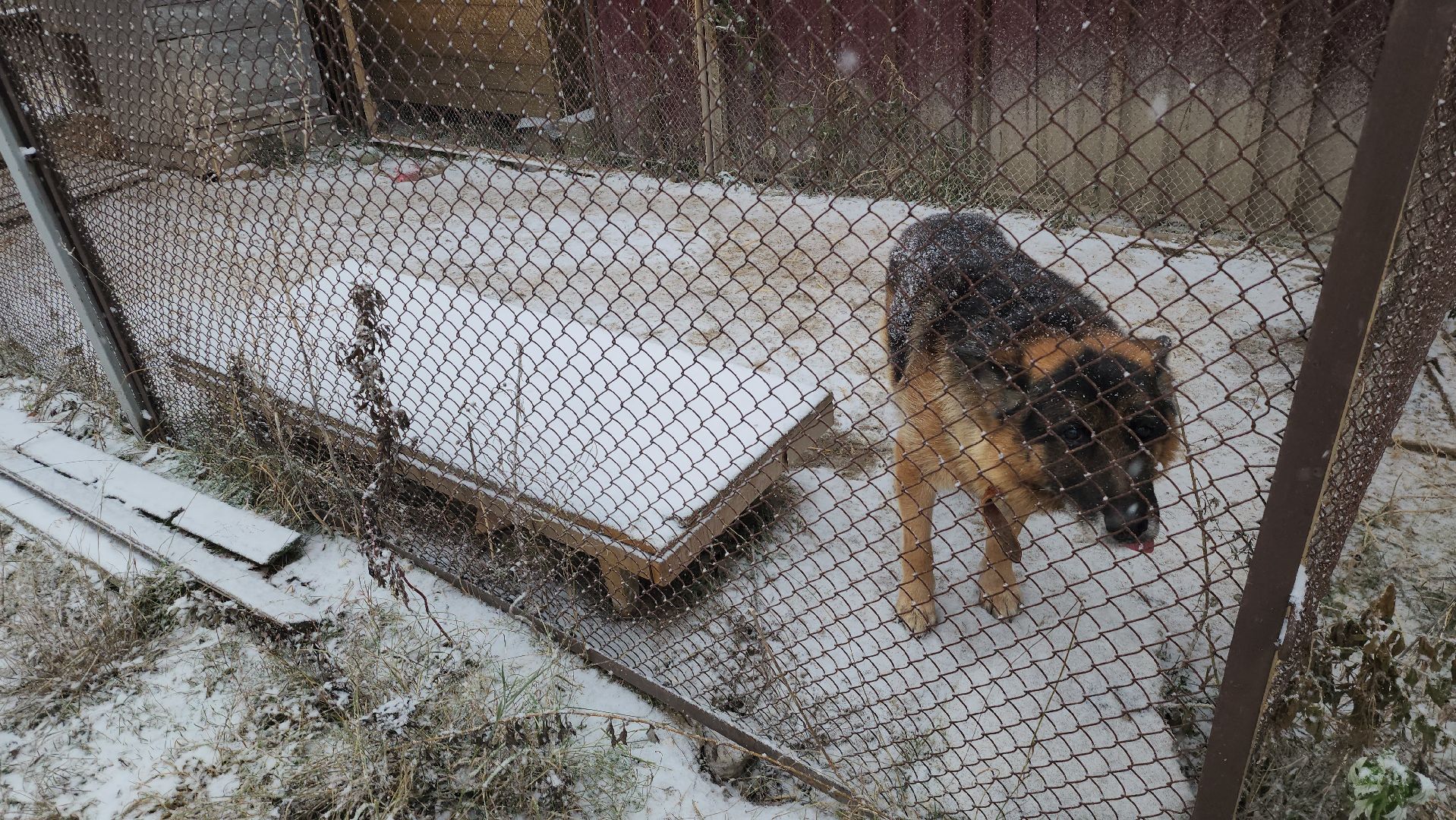серпухов, зоозащита, собачий приют, собаки, штрафы за собак, московское шоссе, вертикалки,