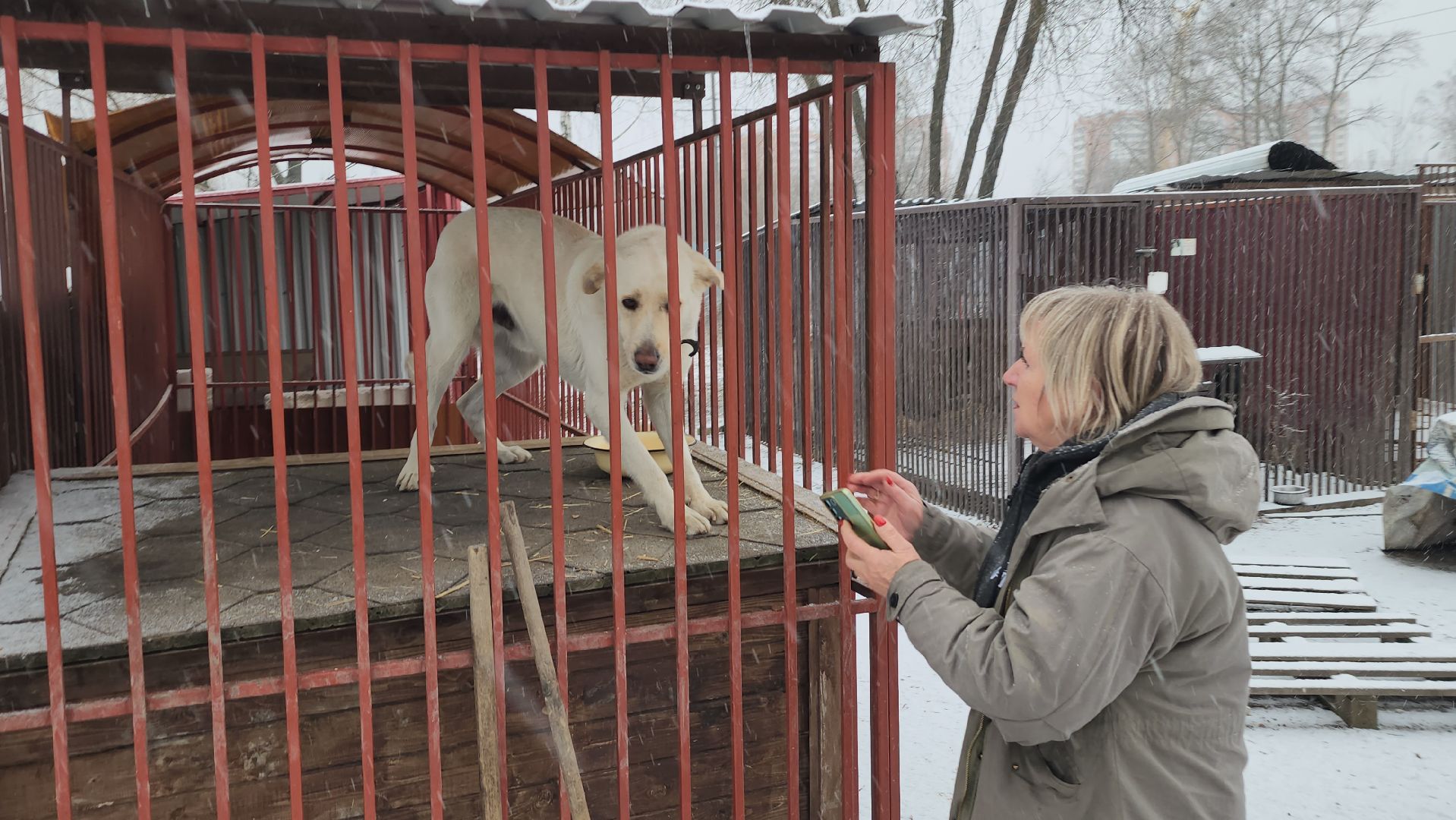 серпухов, зоозащита, собачий приют, собаки, штрафы за собак, московское шоссе, вертикалки,
