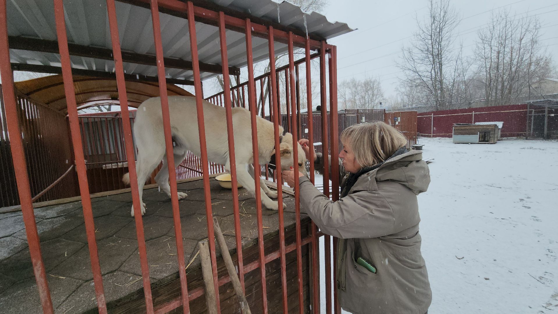 серпухов, зоозащита, собачий приют, собаки, штрафы за собак, московское шоссе, вертикалки,