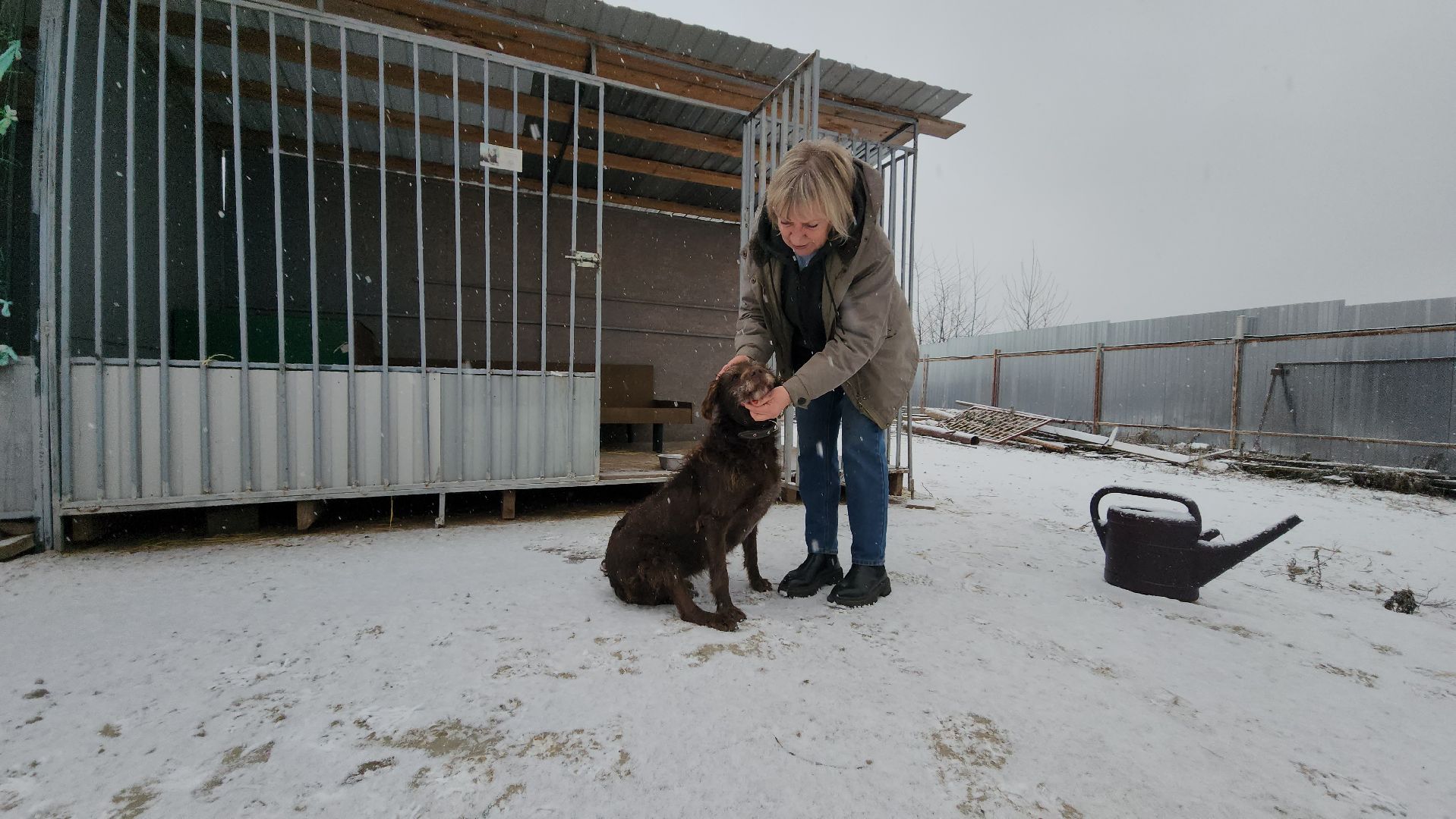 серпухов, зоозащита, собачий приют, собаки, штрафы за собак, московское шоссе, вертикалки,