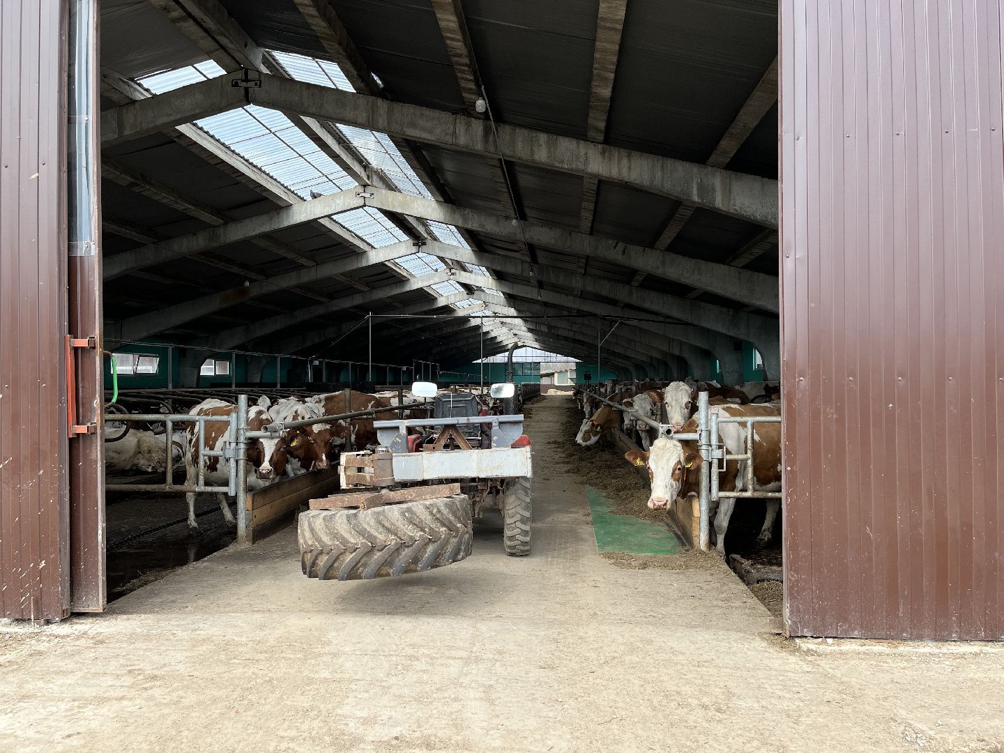 Шаховская, ферма, коровы