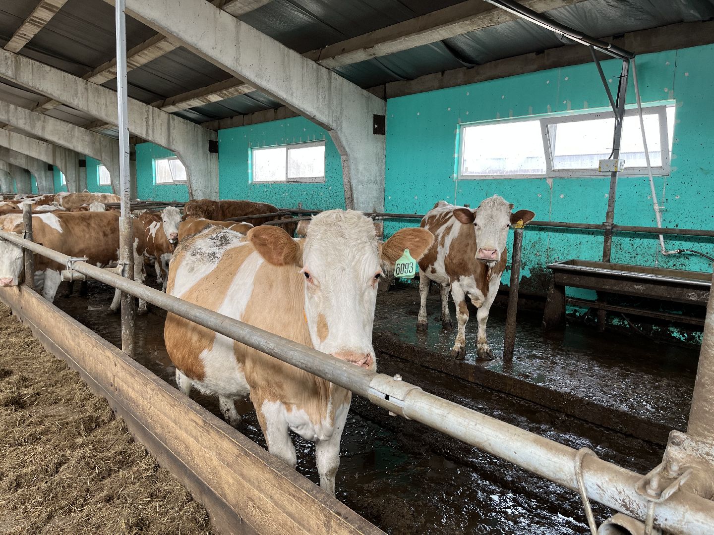 Шаховская, ферма, коровы