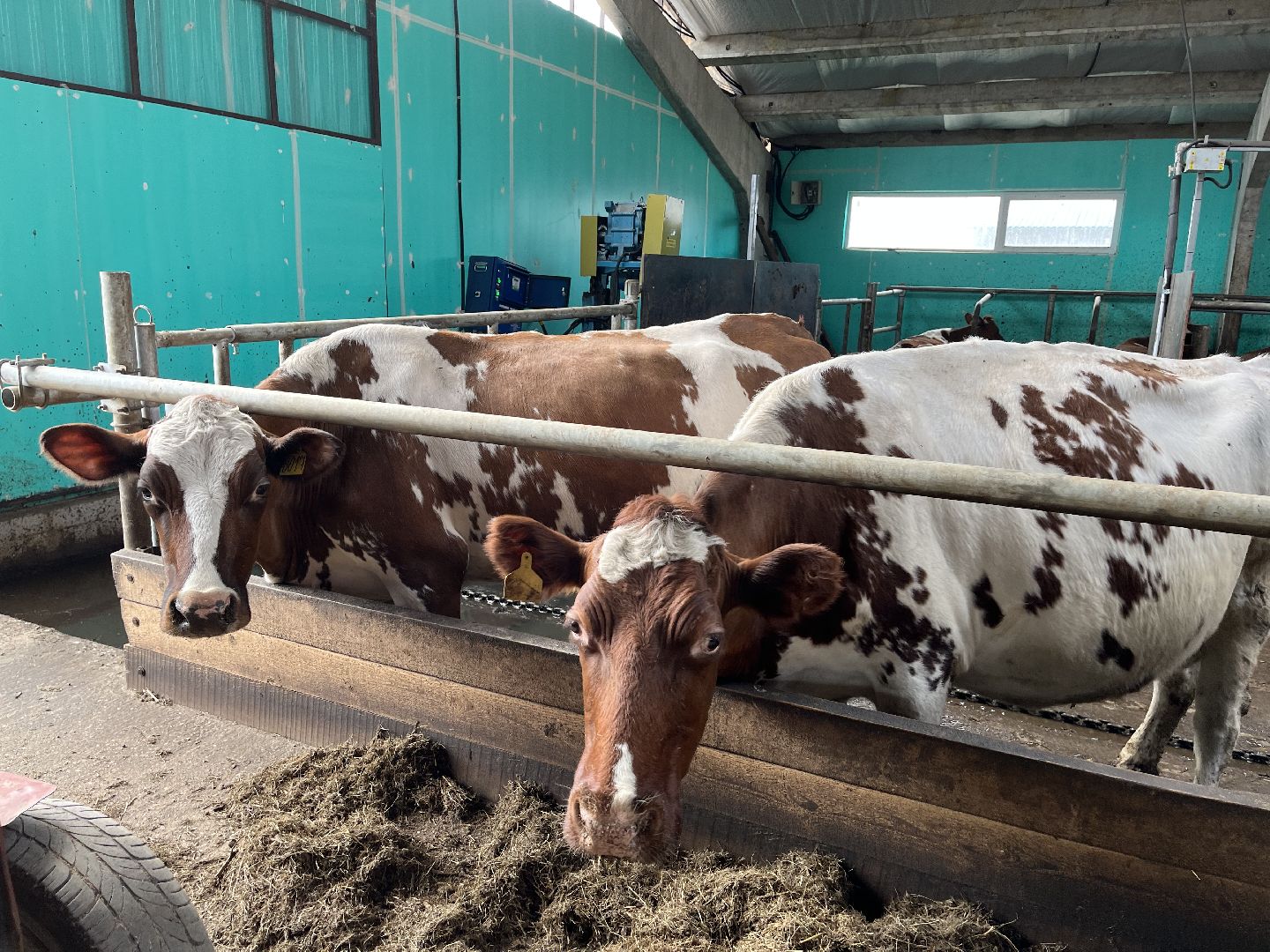 Шаховская, ферма, коровы