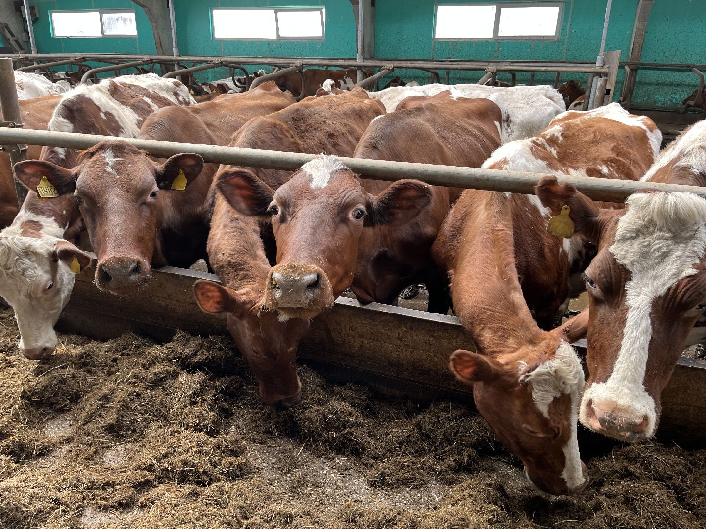 Шаховская, ферма, коровы