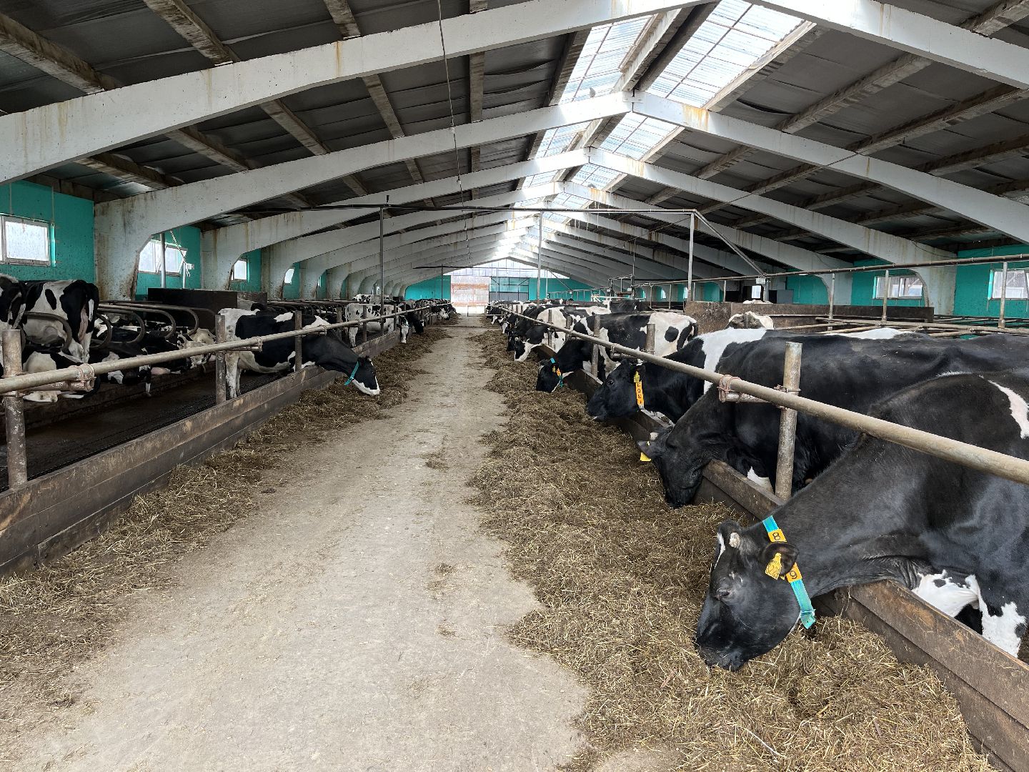 Шаховская, ферма, коровы