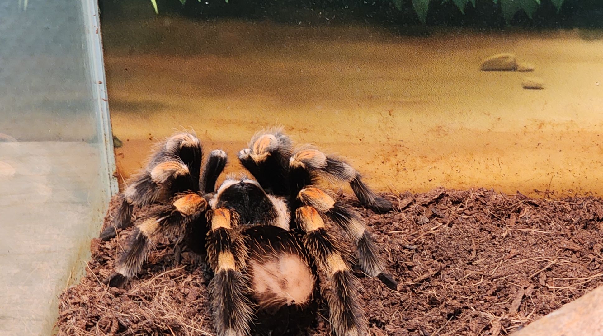 Звенигород, Вертикалка, Туризм, История, Культура, открытие зимнего сезона,зима в Подмосковье,