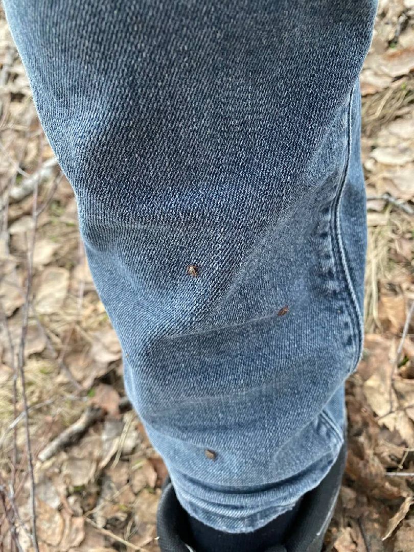 Ступино, клещи, безопасность, СОКБ