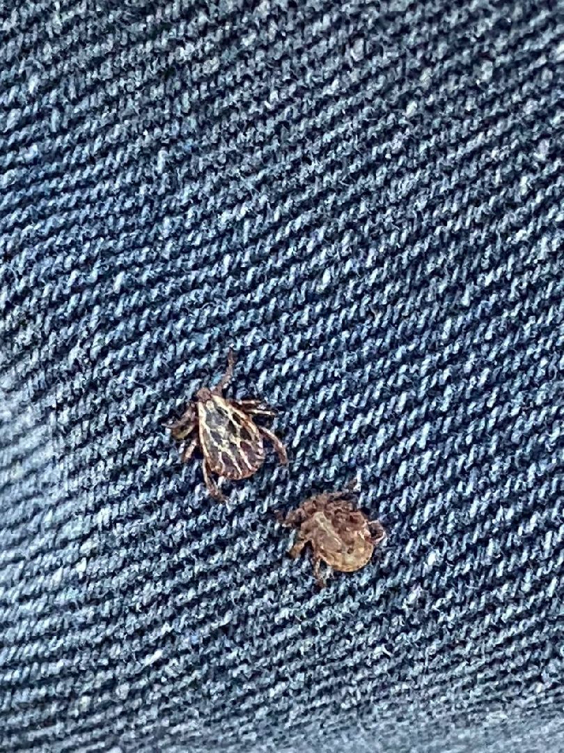 Ступино, клещи, безопасность, СОКБ