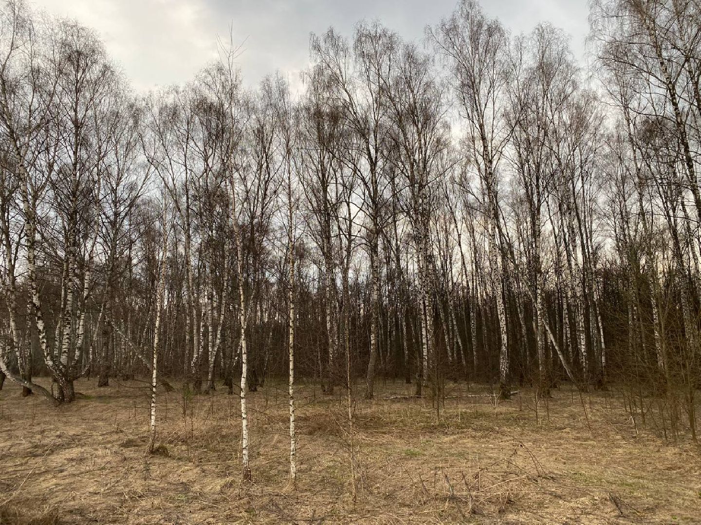 Ступино, клещи, безопасность, СОКБ