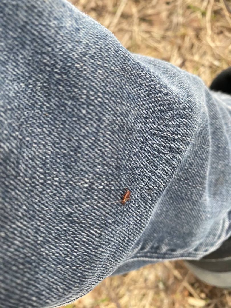 Ступино, клещи, безопасность, СОКБ