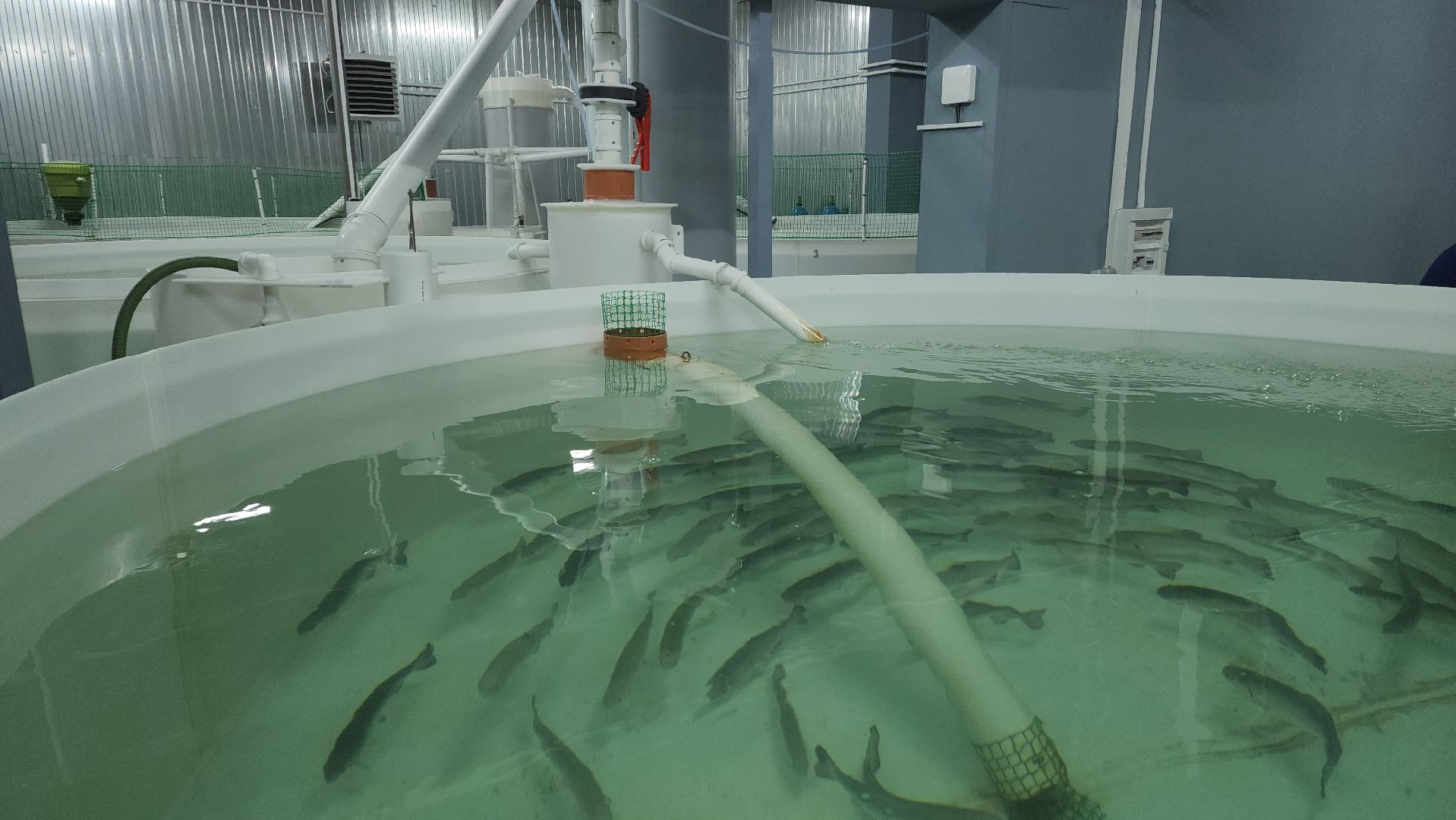 вертикалки, пушкинский, экотуризм, усадьба, фермерские продукты, куры, форель, предпринимательство, нежный бизнес, обмен опытом,