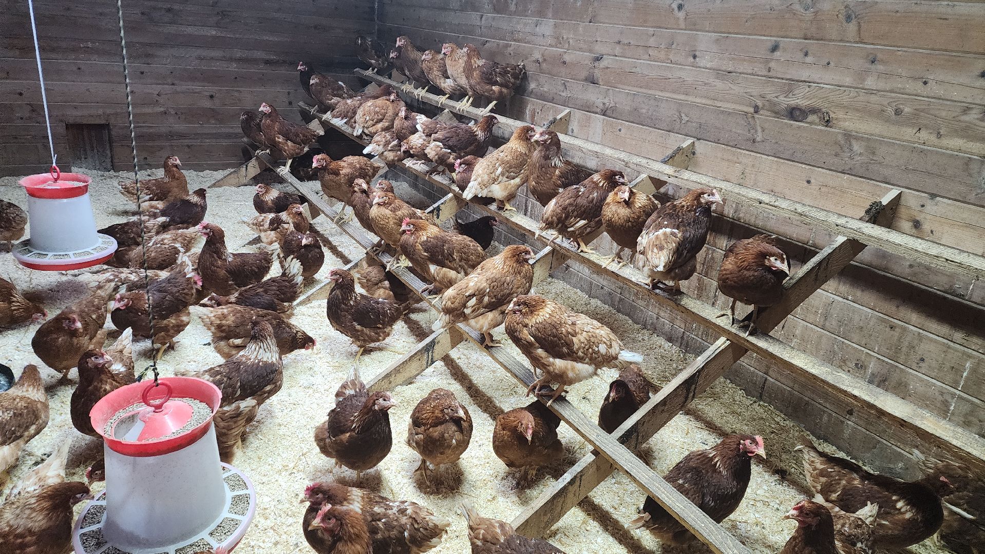 вертикалки, пушкинский, экотуризм, усадьба, фермерские продукты, куры, форель, предпринимательство, нежный бизнес, обмен опытом,