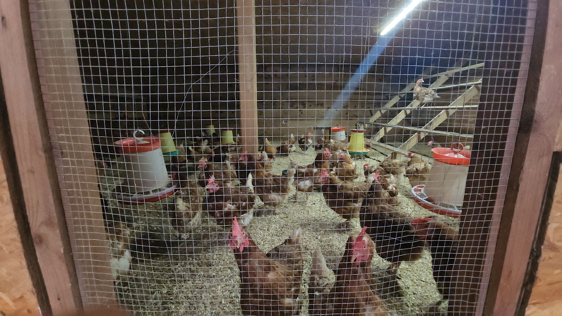 вертикалки, пушкинский, экотуризм, усадьба, фермерские продукты, куры, форель, предпринимательство, нежный бизнес, обмен опытом,