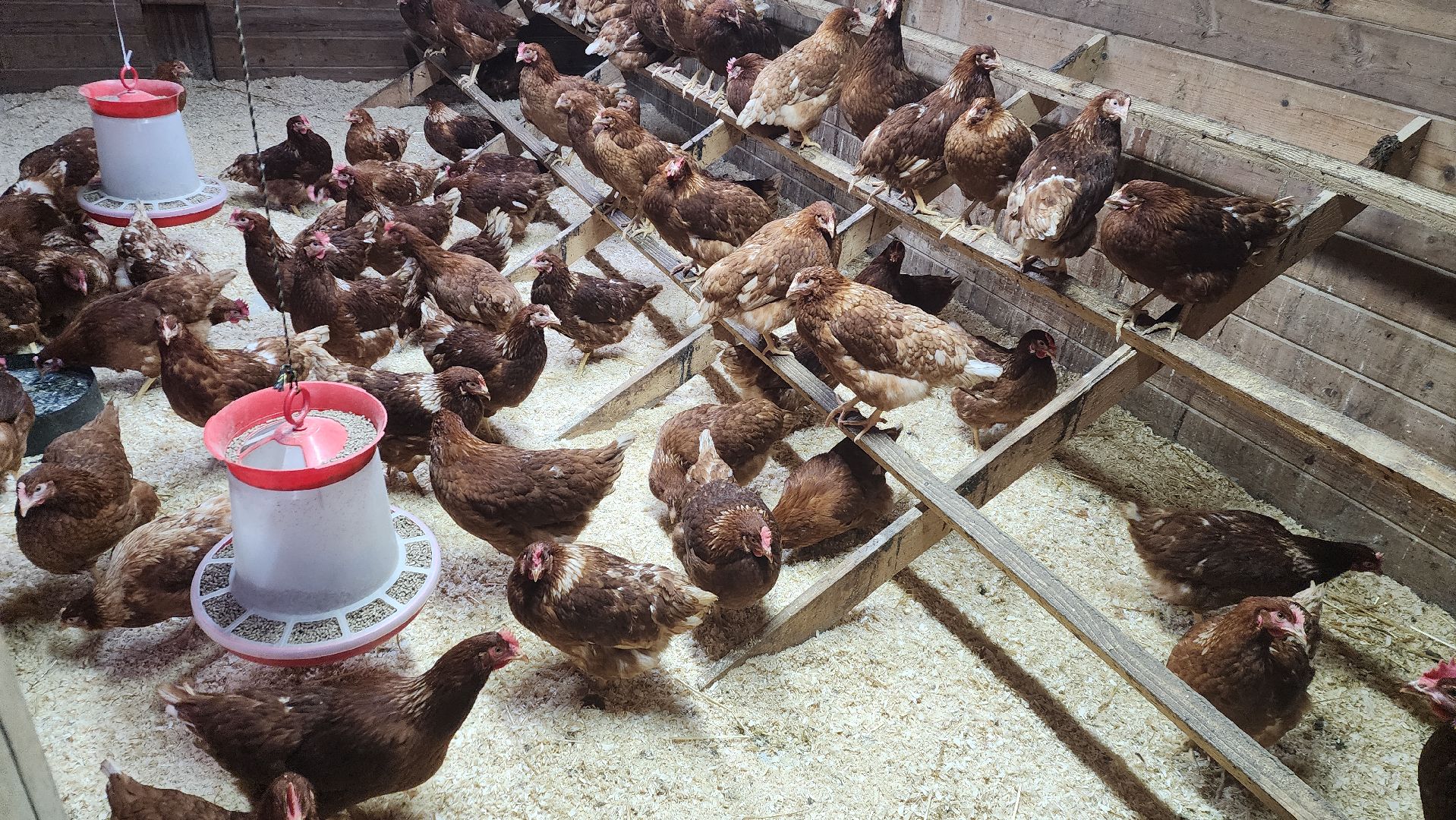 вертикалки, пушкинский, экотуризм, усадьба, фермерские продукты, куры, форель, предпринимательство, нежный бизнес, обмен опытом,