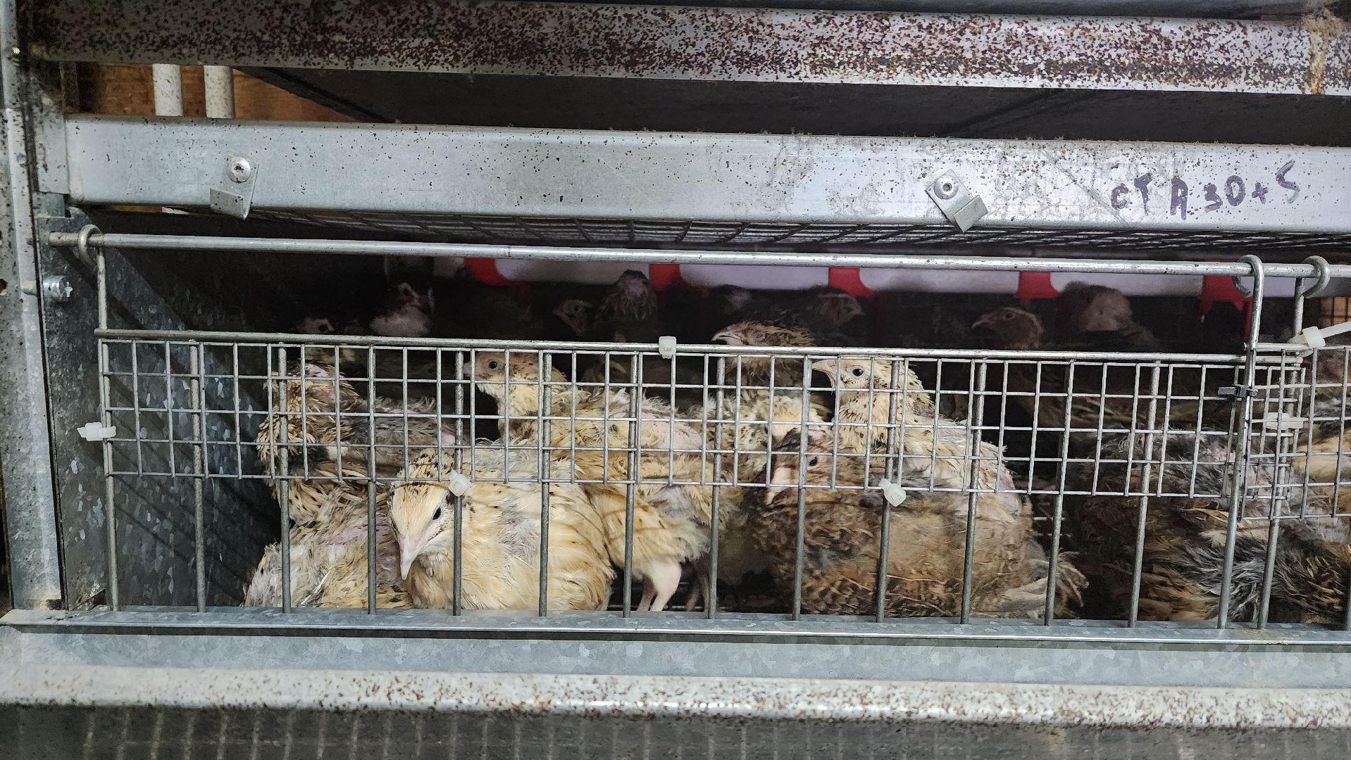 вертикалки, пушкинский, экотуризм, усадьба, фермерские продукты, куры, форель, предпринимательство, нежный бизнес, обмен опытом,