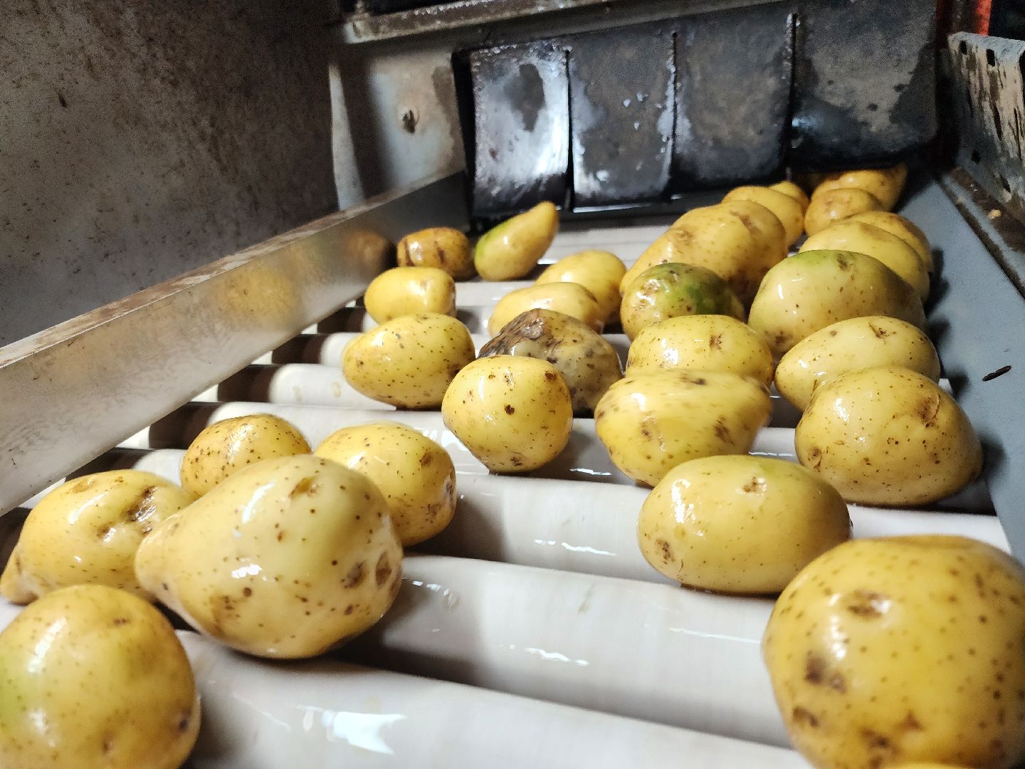 луховицы, сельское хозяйство,