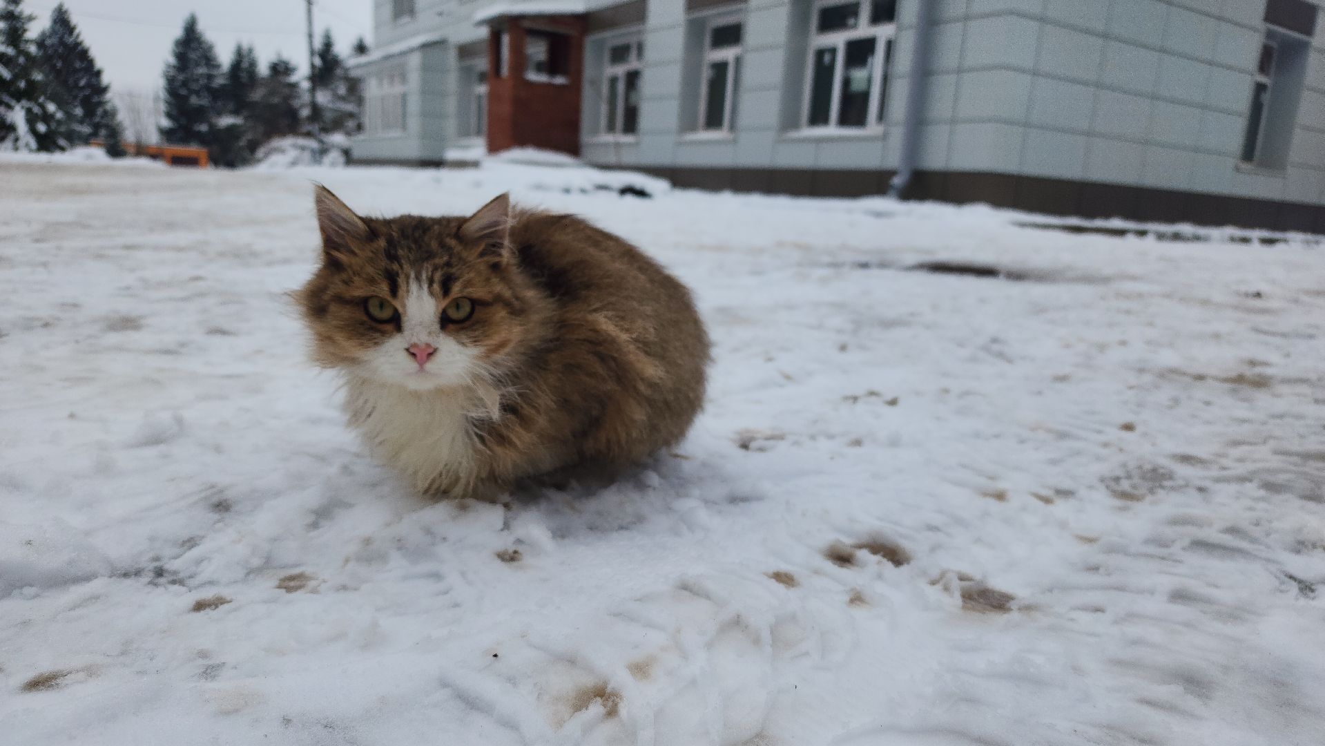 здравоохранение подмосковья, осташево, медицина, ремонт медучреждения, волоколамск, вертикалки,