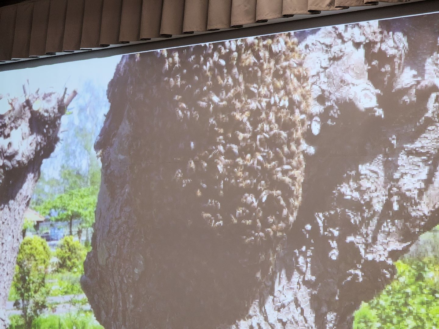 долгопрудный, технопарк физтех-лицея, БиохимТех, пчелы, апиология, Посольство пчел Подмосковья,