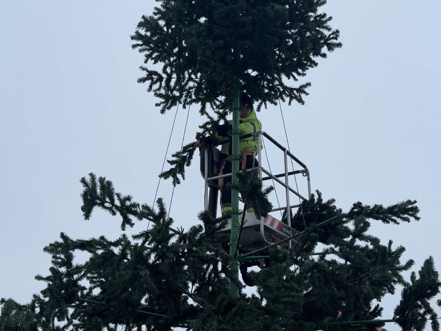 шаховская, ёлка, новогодняя елка, вертикалки,