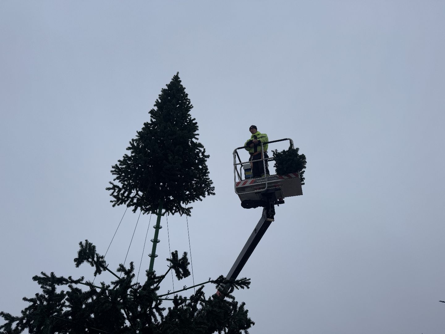 шаховская, ёлка, новогодняя елка, вертикалки,