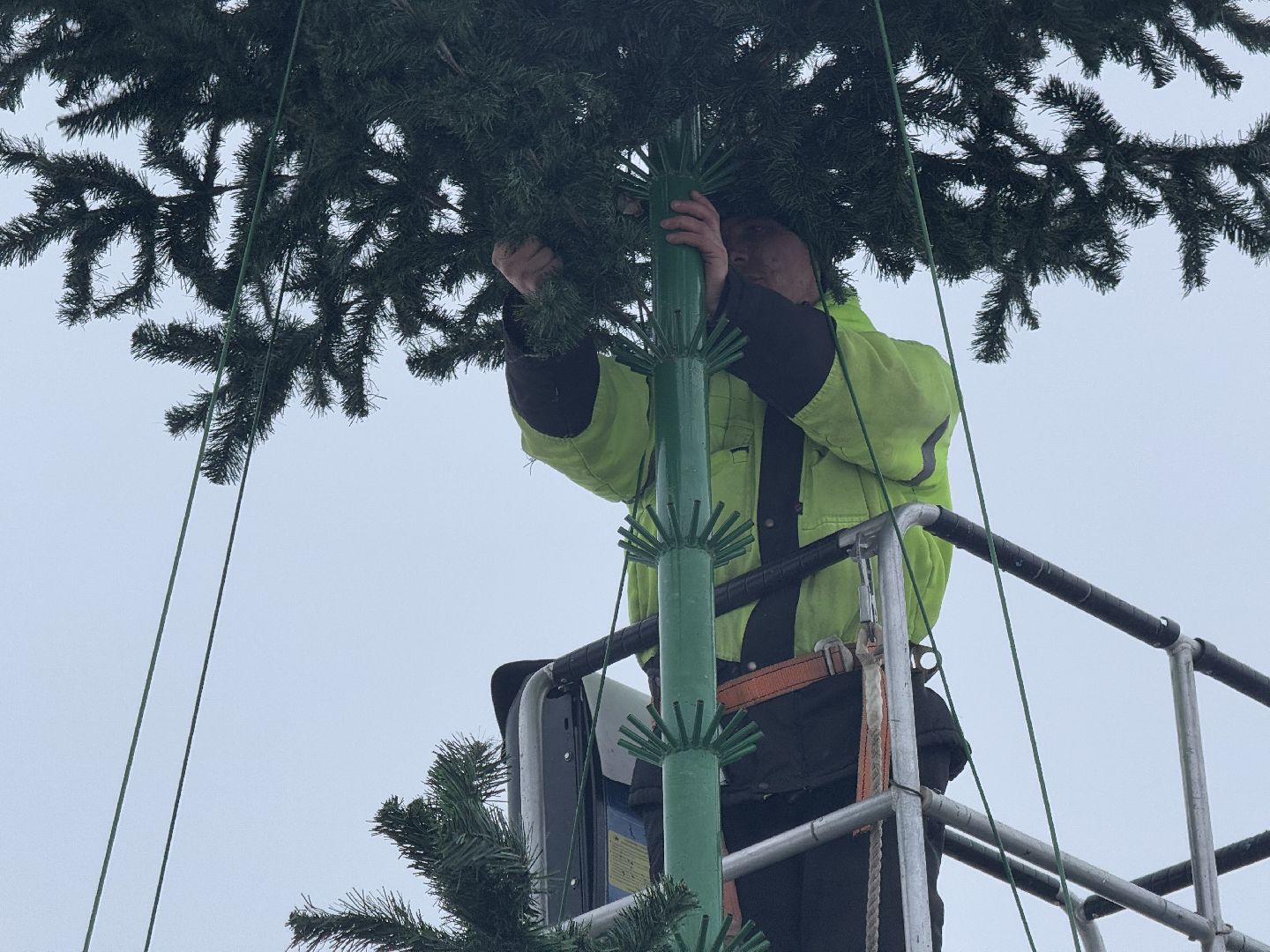 шаховская, ёлка, новогодняя елка, вертикалки,