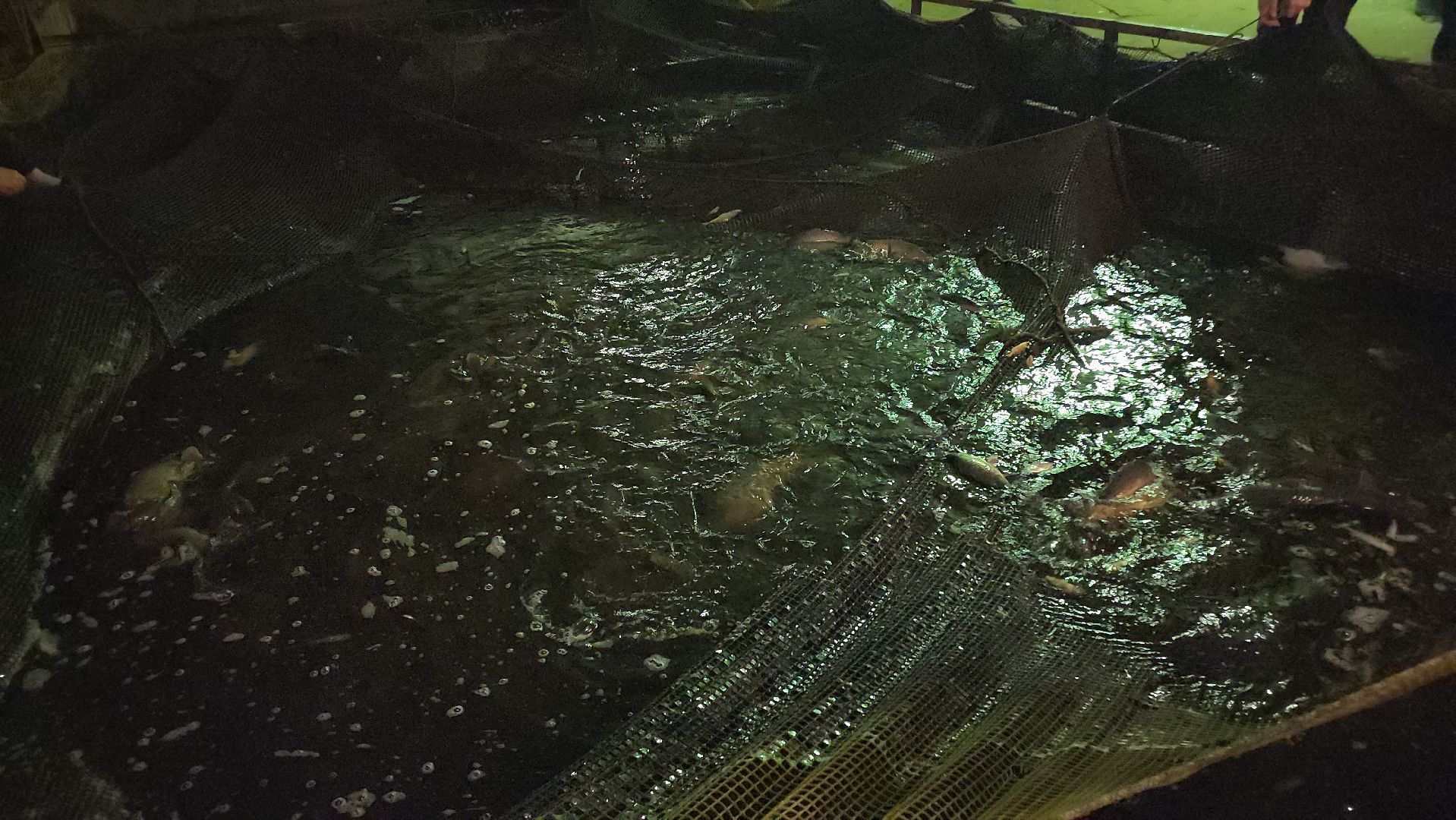 Егорьевск, рыбокомбинат, ЦНА, Подмосковье, бизнес в подмосковье, Московская область,вертикалка, вертикальное видео,