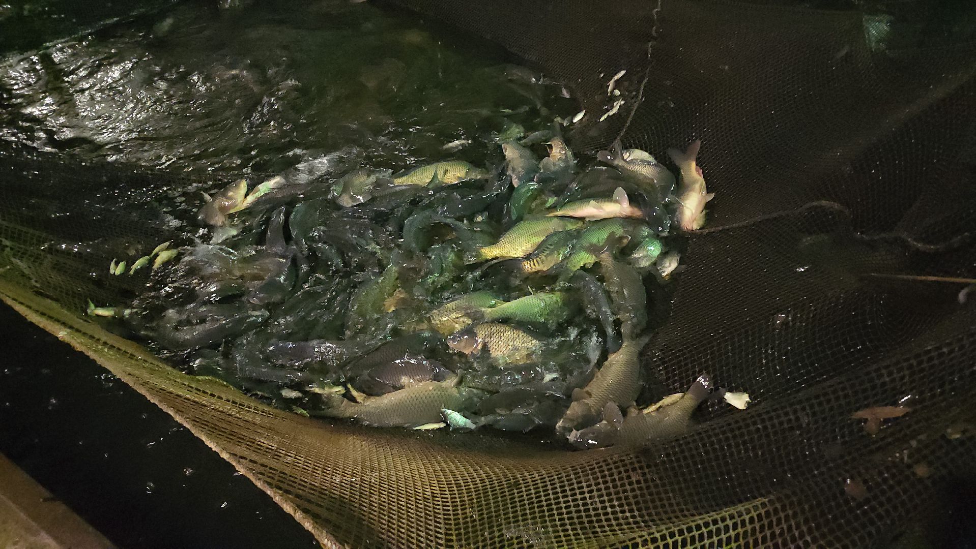 Егорьевск, рыбокомбинат, ЦНА, Подмосковье, бизнес в подмосковье, Московская область,вертикалка, вертикальное видео,