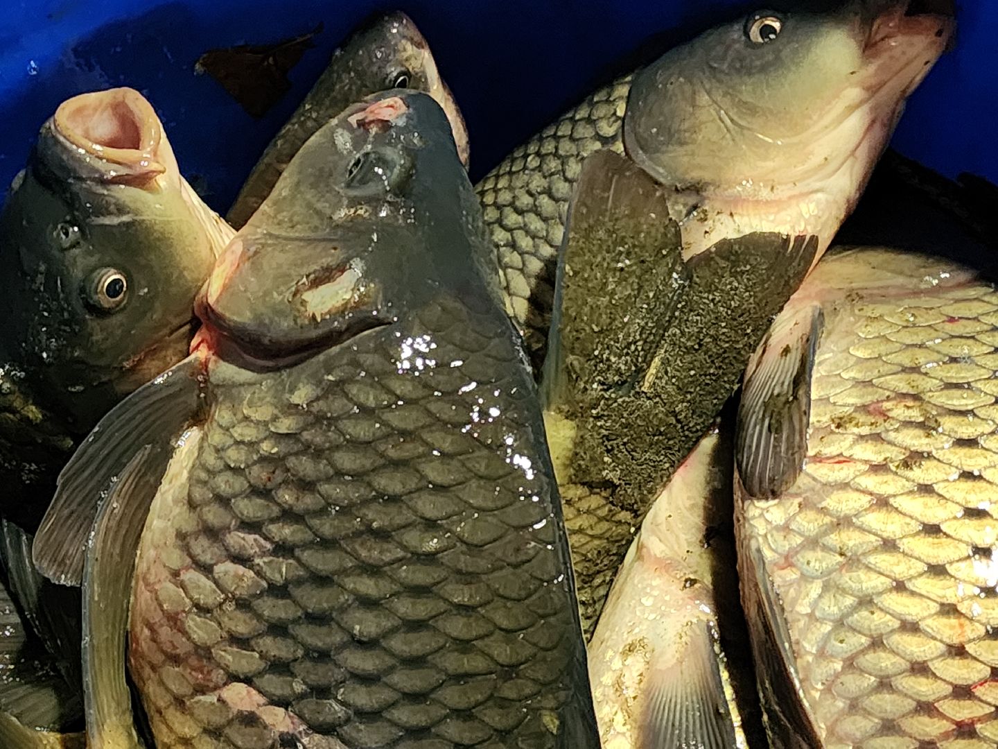 Егорьевск, рыбокомбинат, ЦНА, Подмосковье, бизнес в подмосковье, Московская область,вертикалка, вертикальное видео,