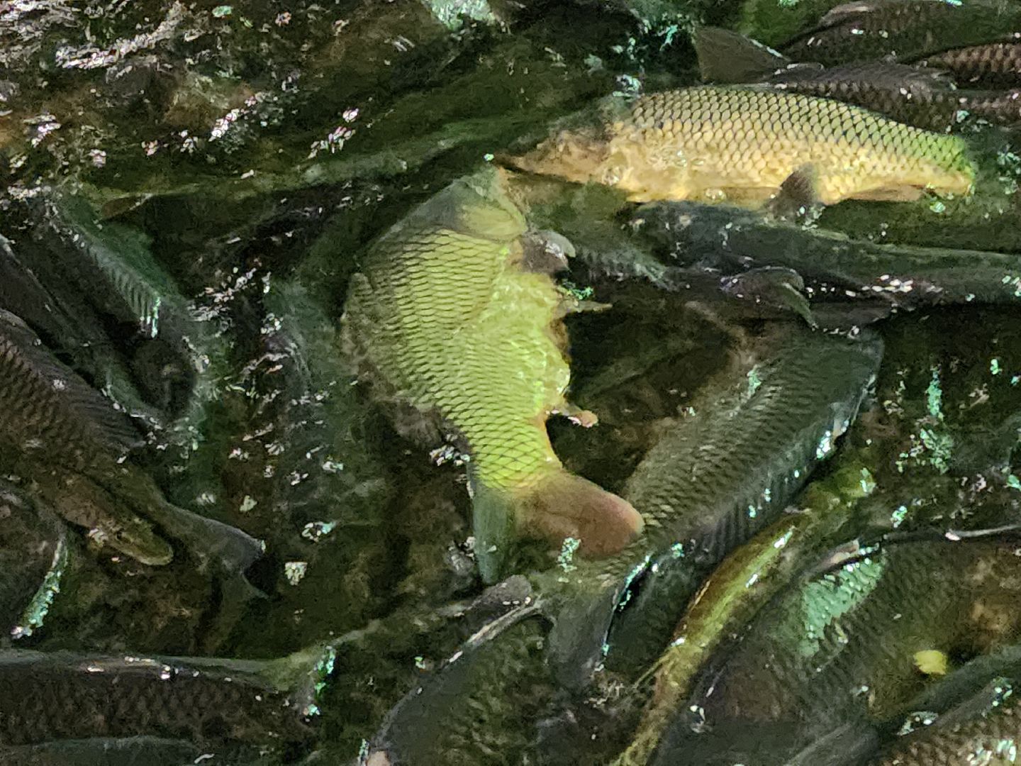 Егорьевск, рыбокомбинат, ЦНА, Подмосковье, бизнес в подмосковье, Московская область,вертикалка, вертикальное видео,