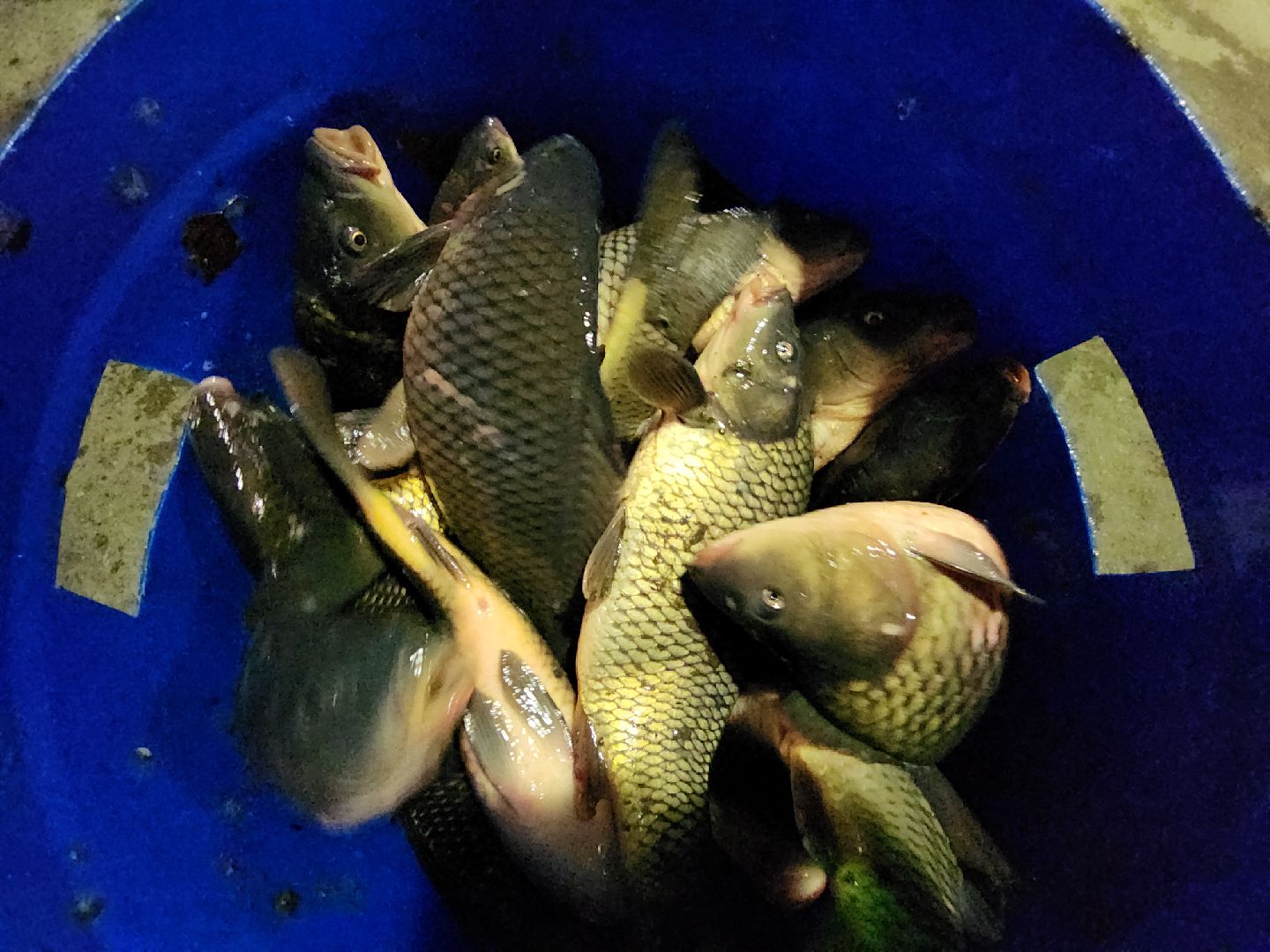 Егорьевск, рыбокомбинат, ЦНА, Подмосковье, бизнес в подмосковье, Московская область,вертикалка, вертикальное видео,