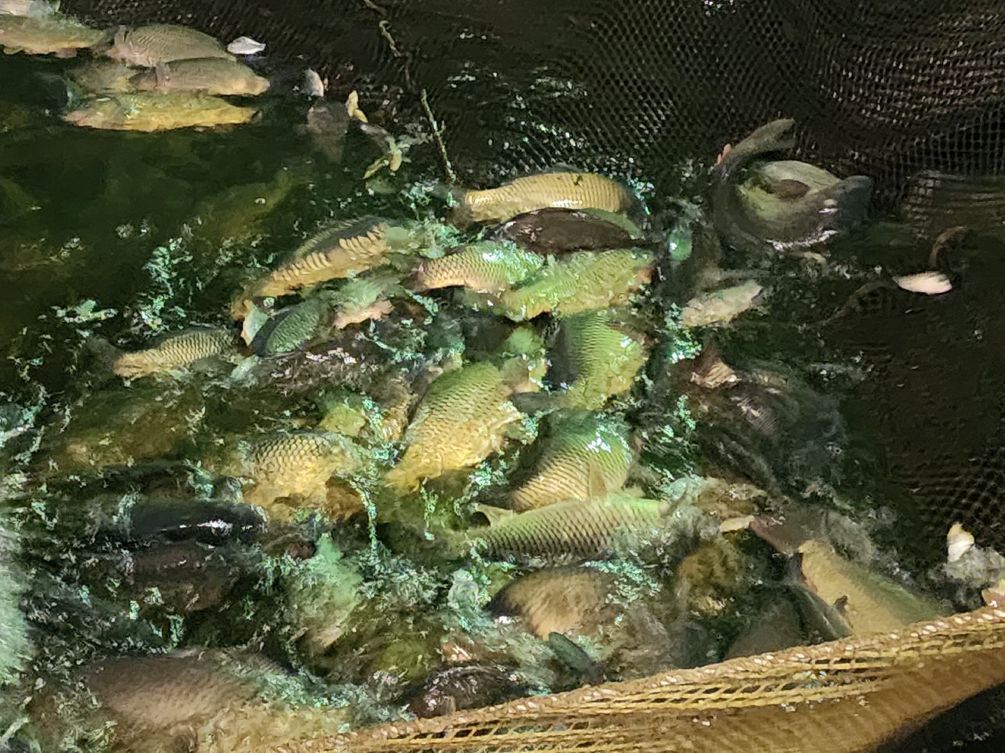 Егорьевск, рыбокомбинат, ЦНА, Подмосковье, бизнес в подмосковье, Московская область,вертикалка, вертикальное видео,