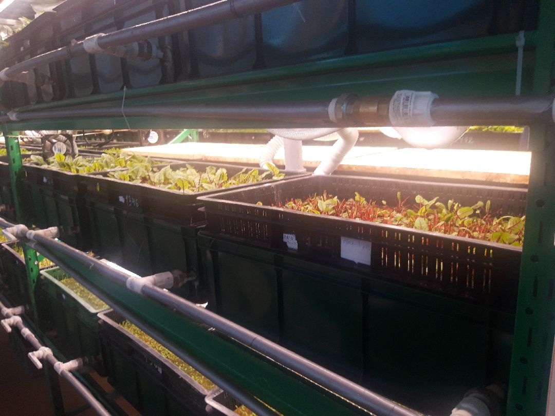 Пущкино, инновации, эксклюзив, экономика