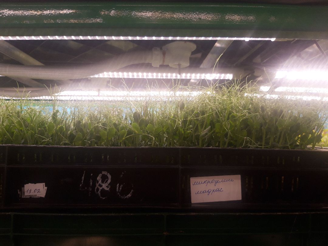 Пущкино, инновации, эксклюзив, экономика