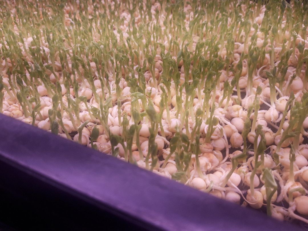 Пущкино, инновации, эксклюзив, экономика