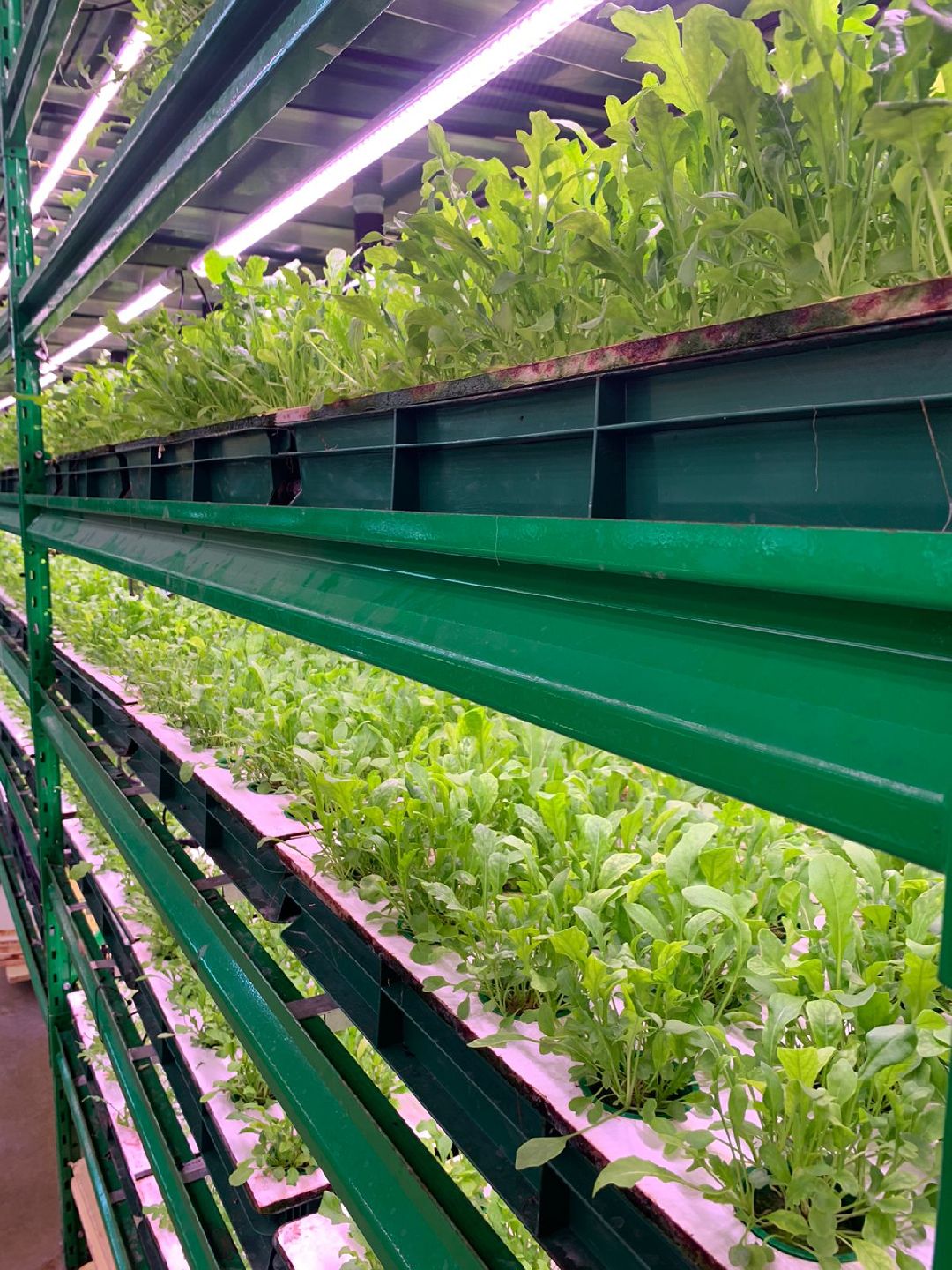 Пущкино, инновации, эксклюзив, экономика