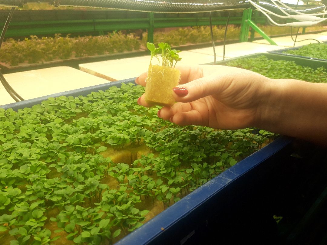 Пущкино, инновации, эксклюзив, экономика