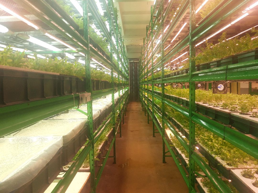 Пущкино, инновации, эксклюзив, экономика