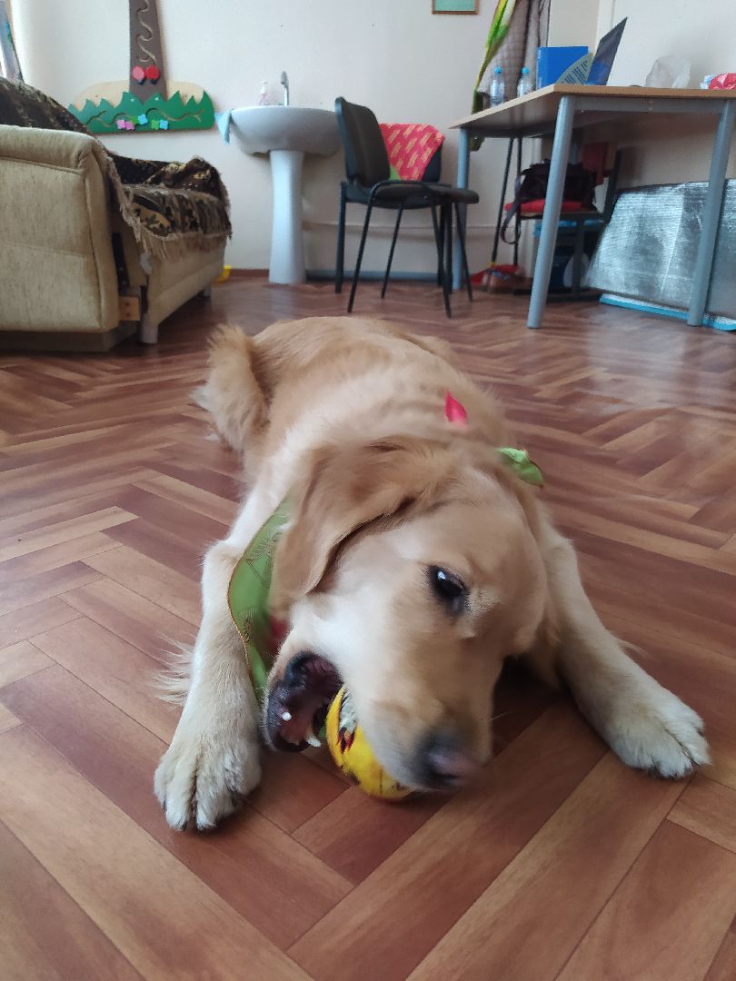 Канистерапия, собака, дети с ОВЗ, занятия, школа