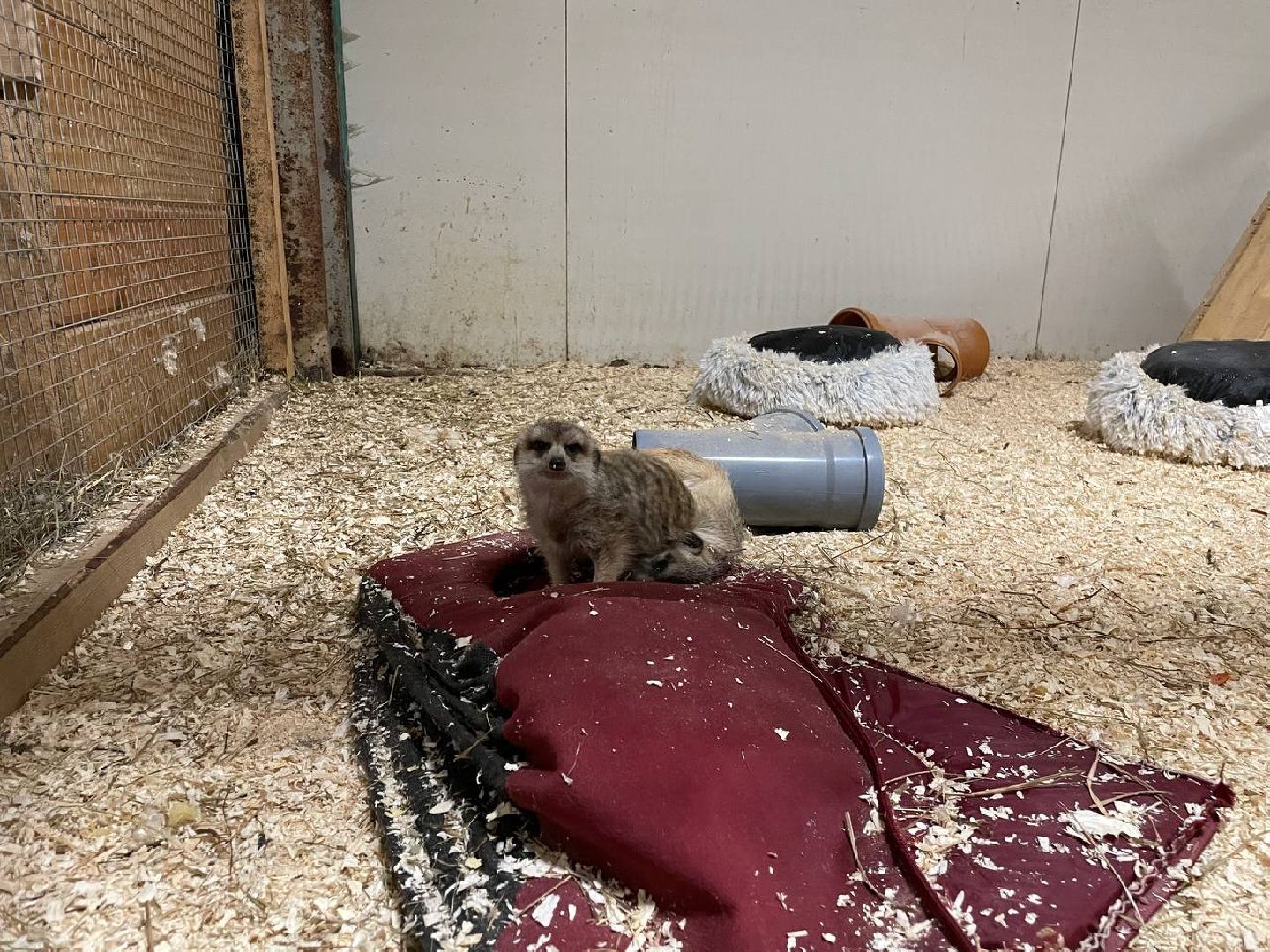 талдом, арт-усадьба веретьево, туризм, вертикалки,