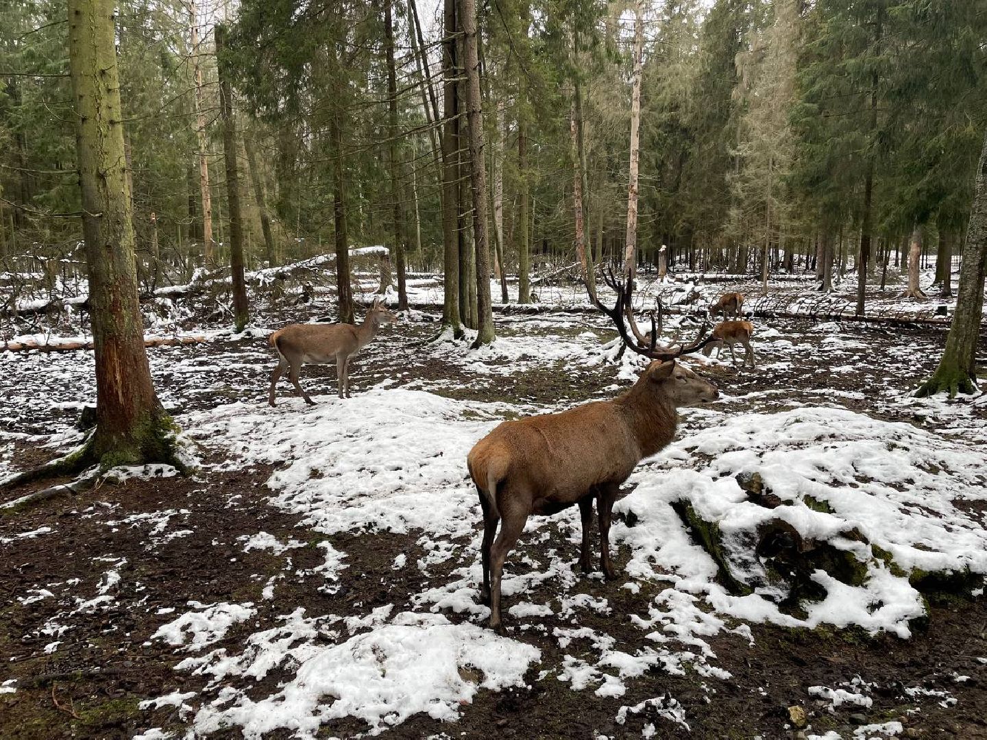 талдом, арт-усадьба веретьево, туризм, вертикалки,
