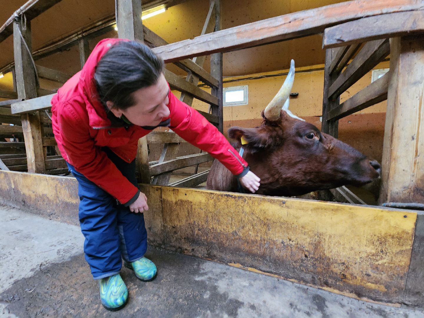Чехов, деревня Булычево, ферма Черный лис, молочное производство, животноводство, сельское хозяйство, производство молочных продуктов, авторские сыры, традиционные сыры,импортозамещение,меры поддержки,