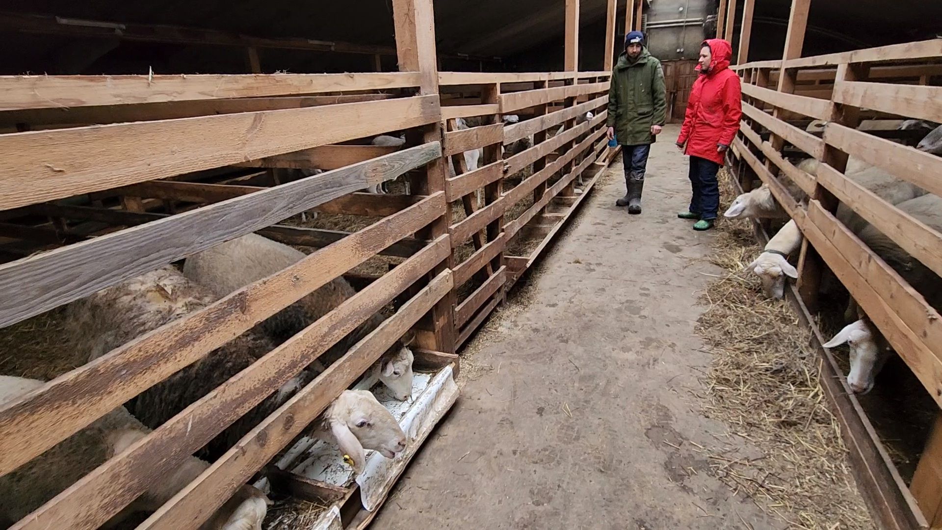 Чехов, деревня Булычево, ферма Черный лис, молочное производство, животноводство, сельское хозяйство, производство молочных продуктов, авторские сыры, традиционные сыры,импортозамещение,меры поддержки,