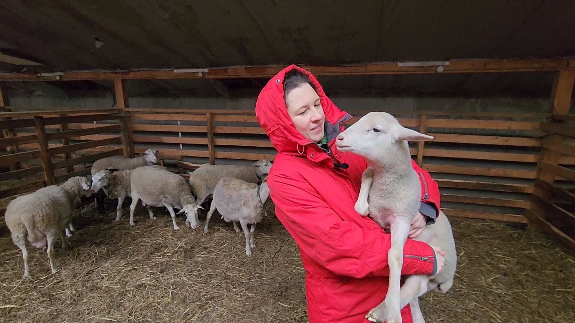 Чехов, деревня Булычево, ферма Черный лис, молочное производство, животноводство, сельское хозяйство, производство молочных продуктов, авторские сыры, традиционные сыры,импортозамещение,меры поддержки,