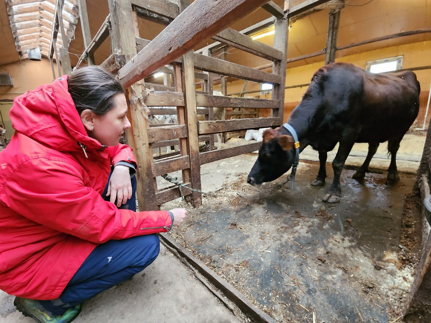 Чехов, деревня Булычево, ферма Черный лис, молочное производство, животноводство, сельское хозяйство, производство молочных продуктов, авторские сыры, традиционные сыры,импортозамещение,меры поддержки,