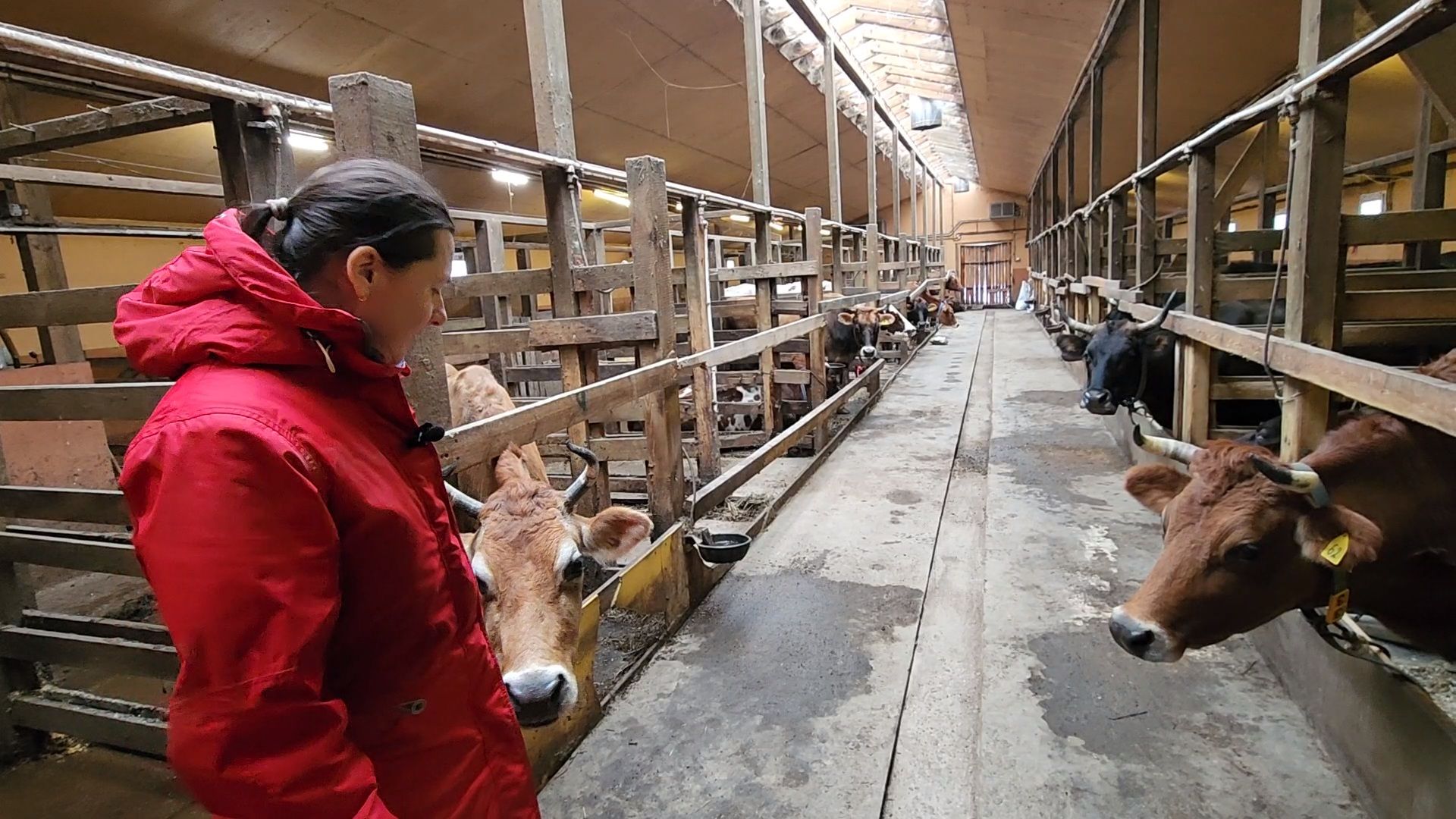 Чехов, деревня Булычево, ферма Черный лис, молочное производство, животноводство, сельское хозяйство, производство молочных продуктов, авторские сыры, традиционные сыры,импортозамещение,меры поддержки,