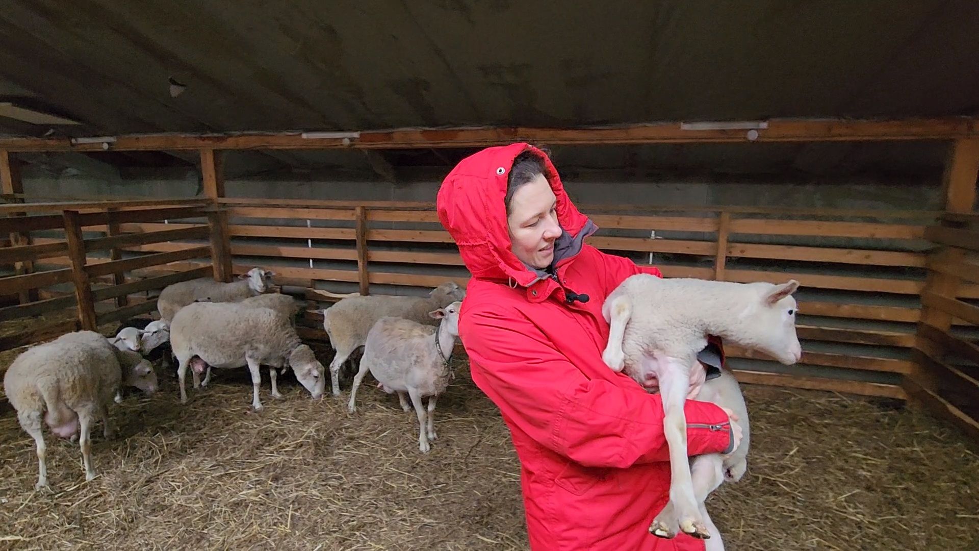 Чехов, деревня Булычево, ферма Черный лис, молочное производство, животноводство, сельское хозяйство, производство молочных продуктов, авторские сыры, традиционные сыры,импортозамещение,меры поддержки,